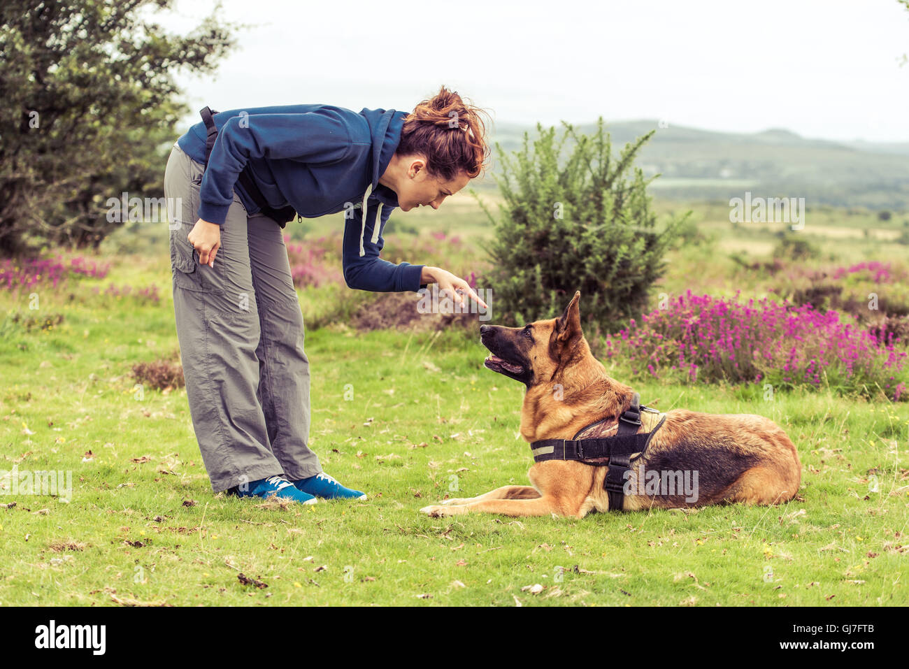 trainer tell dog to sit, german shepherd security dog Stock Photo Alamy