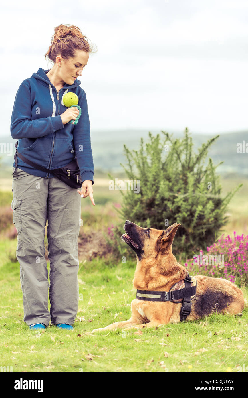 stock dog training stock dog training