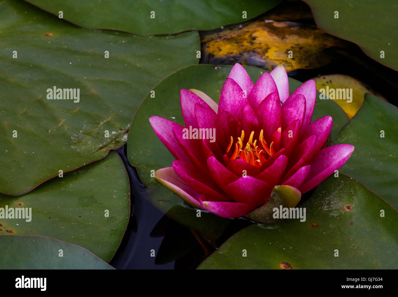 Red water lily lotus flower and Green Leaves in the pond Stock Photo