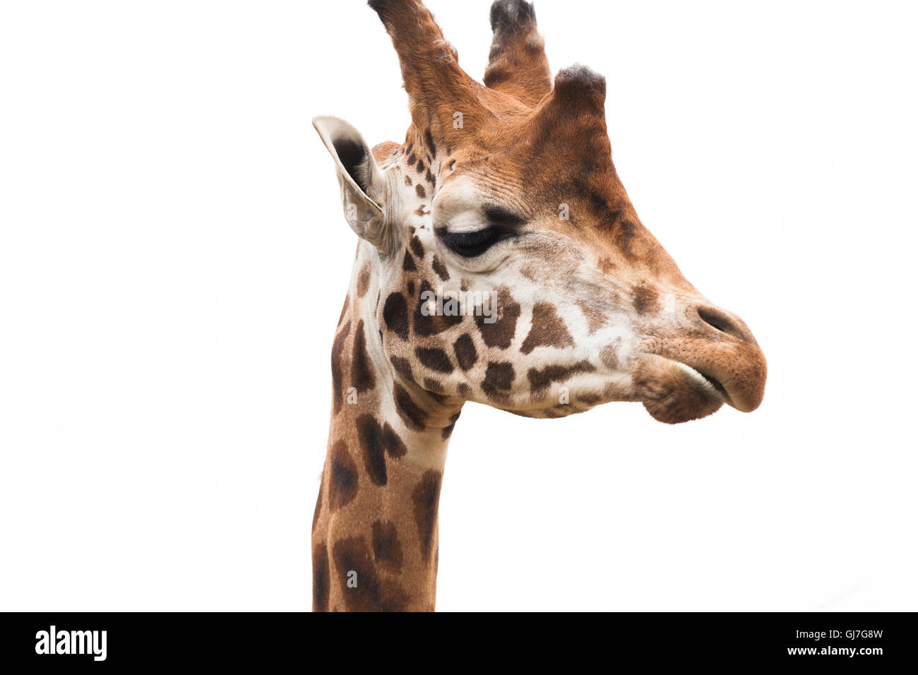 Giraffe isolated on white Stock Photo