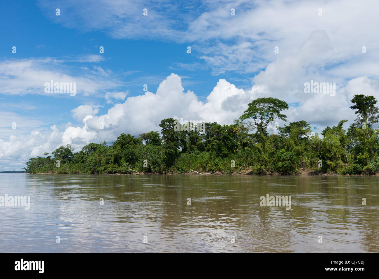 Forest along Rio Napo, a tributary to the Amazon river. Ecuador, South ...