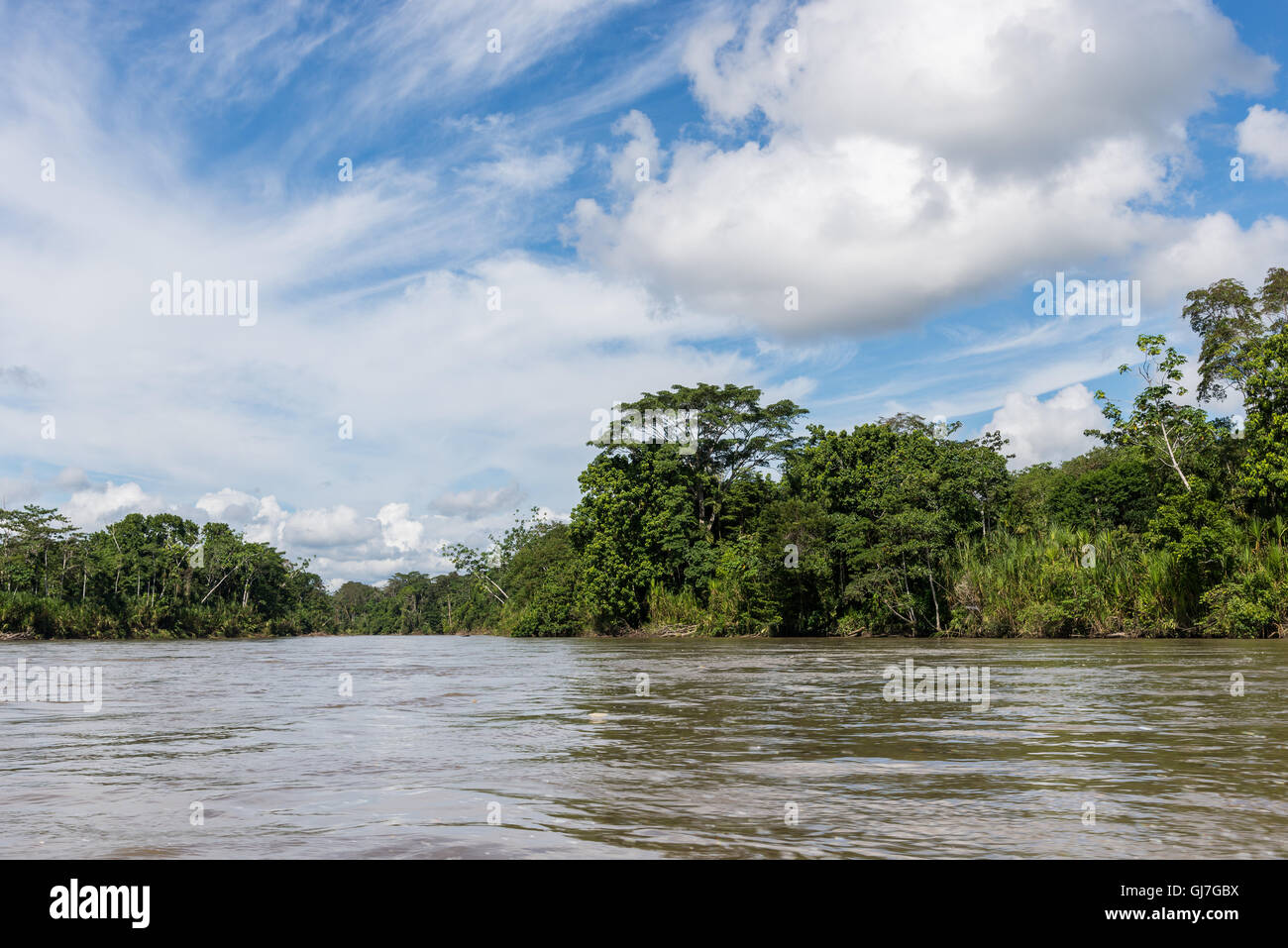 Forest along Rio Napo, a tributary to the Amazon river. Ecuador, South America. Stock Photo