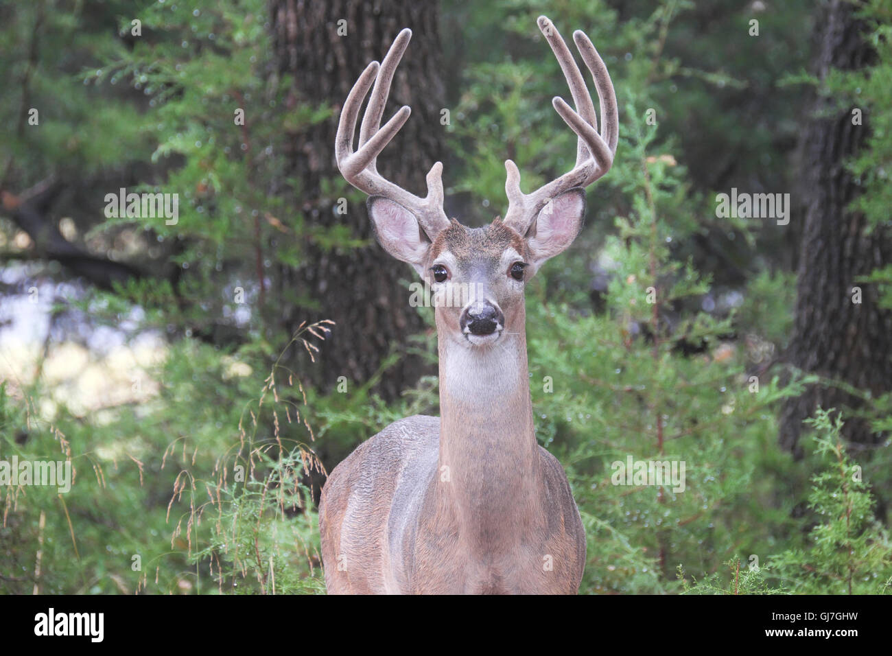 Texas whitetailed deer male buck Odocoileus virginianus with 8 point antlers covered in velvet Stock Photo