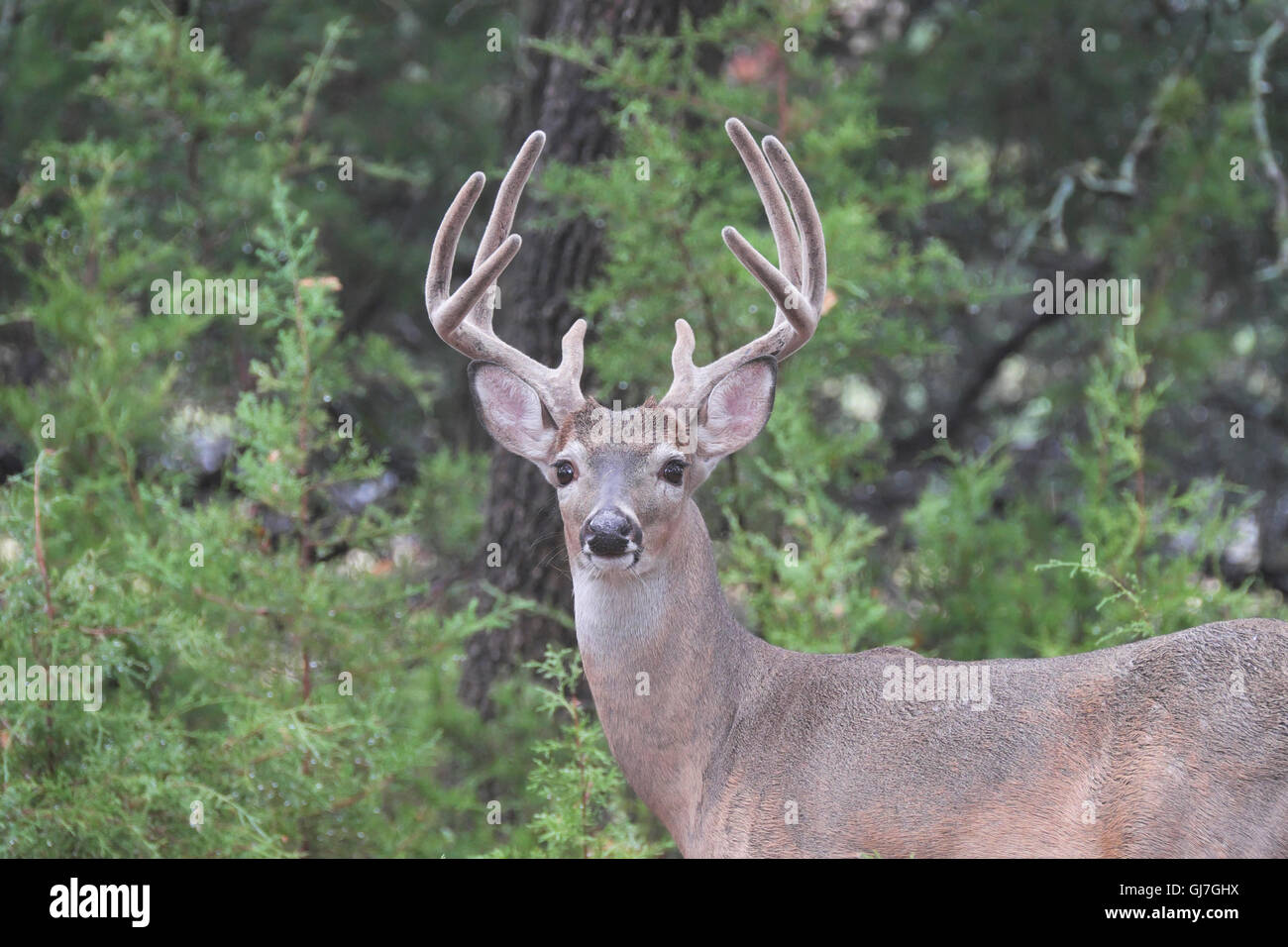 Texas whitetailed deer male buck Odocoileus virginianus with 8 point antlers covered in velvet Stock Photo
