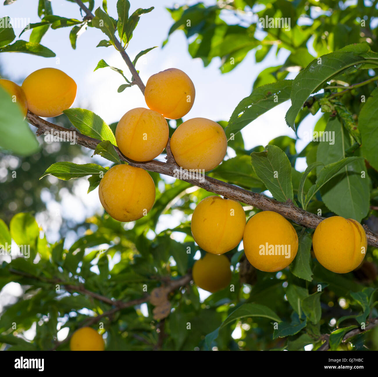 discharge fruit yellow on a branch ripe,fruit,plum,yellow,on a branch,ripe,food,a garden,a fruit,a dessert,the nature,gardening Stock Photo