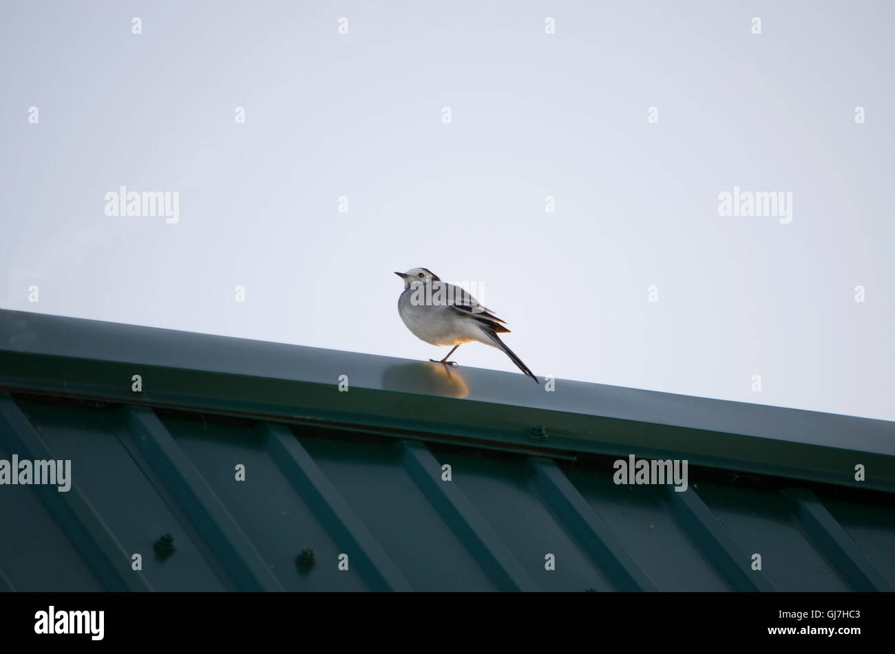 the bird a wagtail sits on a roof,the bird,a wagtail,sits,on a roof,birds,gray,with white,a color Stock Photo