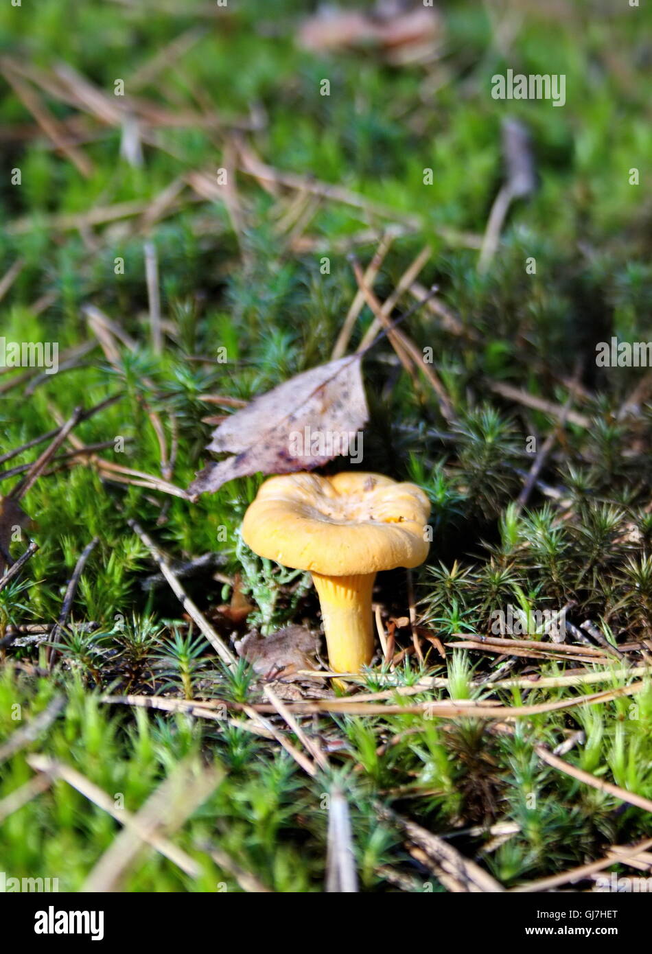 chanterelle mushroom with a leaf in the forest Stock Photo
