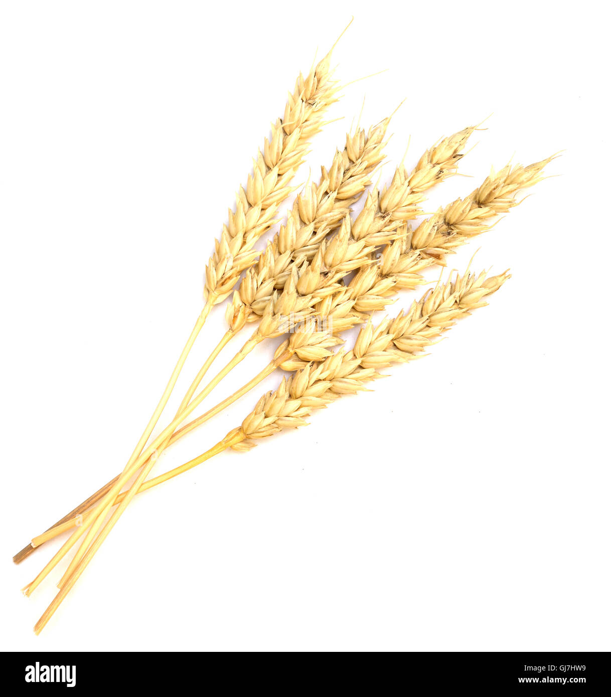 wheat isolated on white background Stock Photo