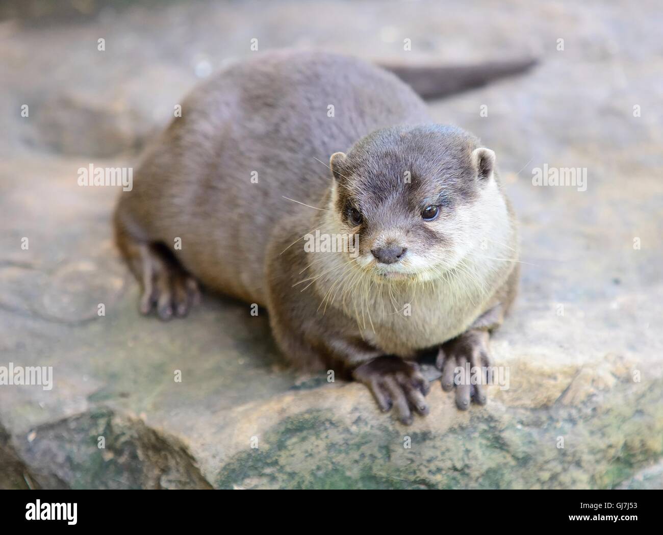 Small-clawed otter lying on stone. Latin name Amblonyx cinerea. Stock Photo