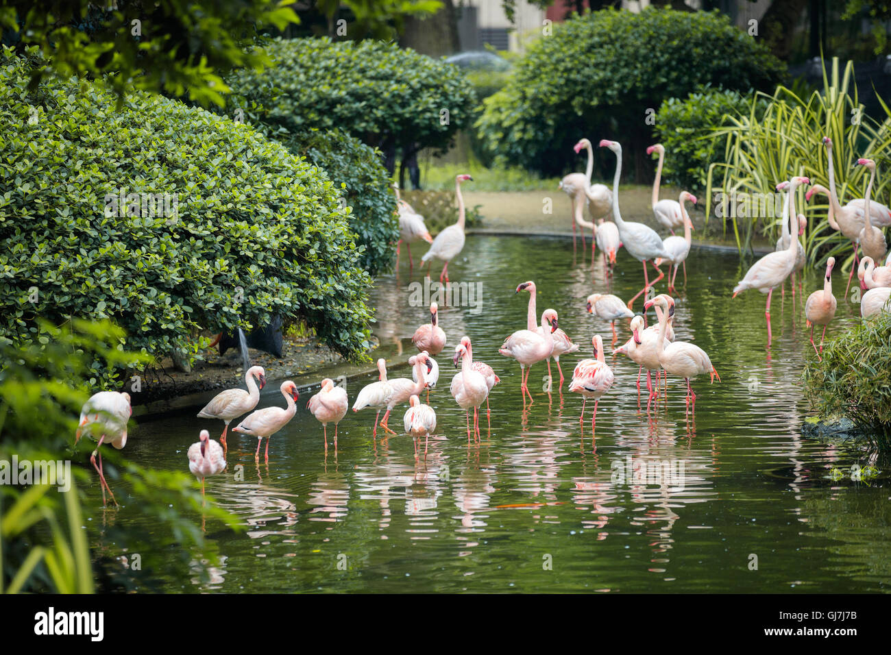 Wild animal in nature Stock Photo