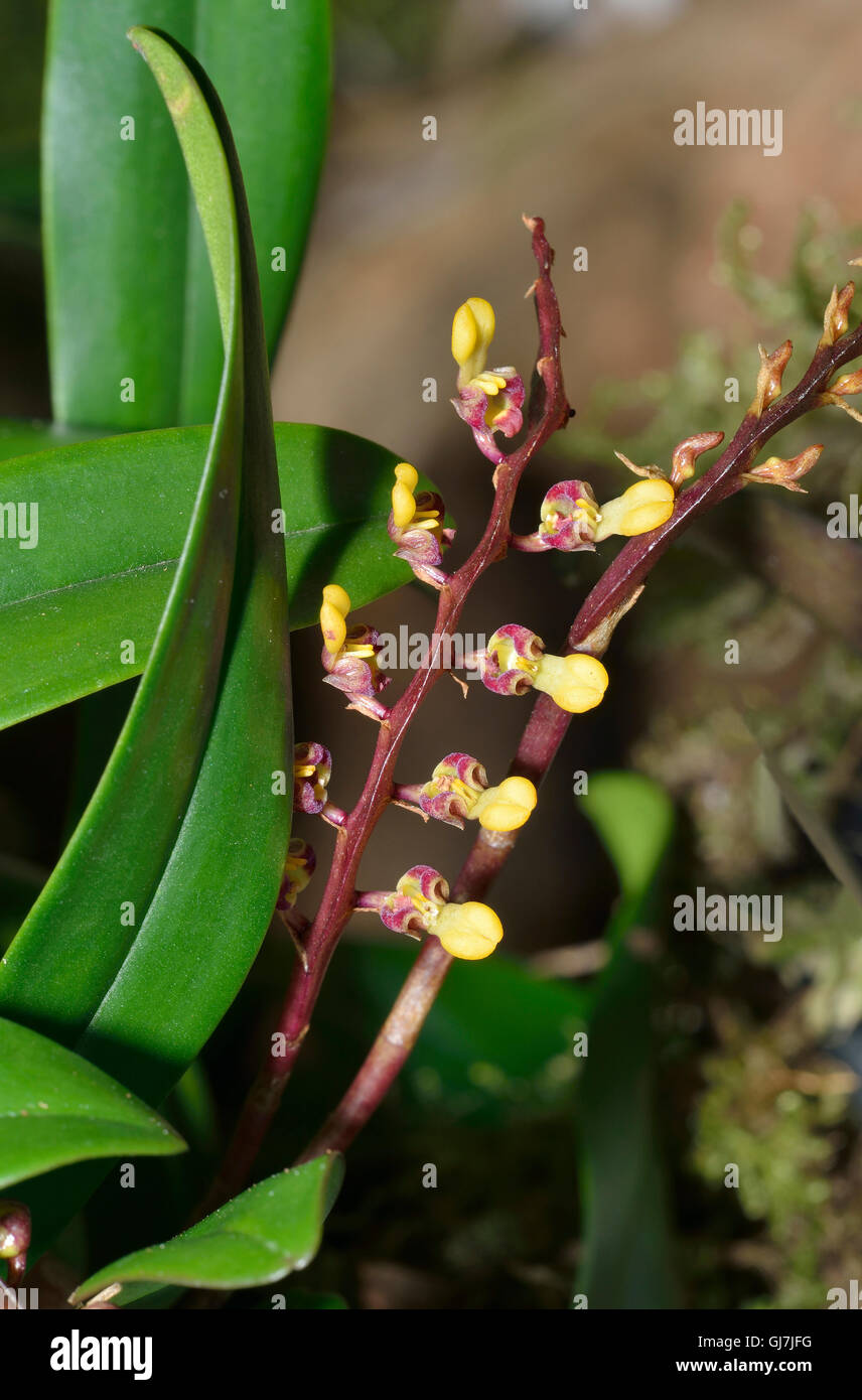 Bulbophyllum falcatum - Sickle-Shaped Leaf Bulbophyllum Orchid from West Africa Stock Photo