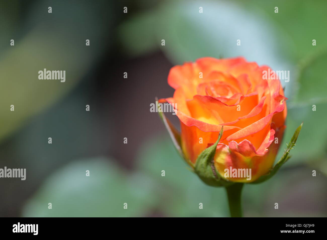 Beautiful rose flower in the garden on a sunny summer day Stock Photo