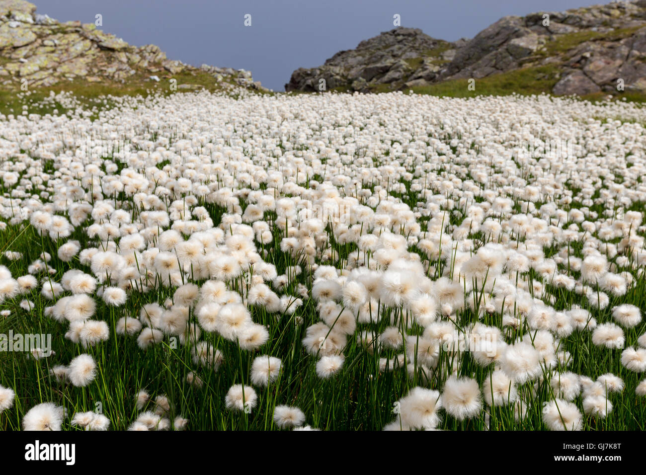 Eriophorum, white Cottongrass, cottonsedge, eriofori.  Wetlands in Lagorai mountain group. Trentino. Italian Alps. Europe. Stock Photo