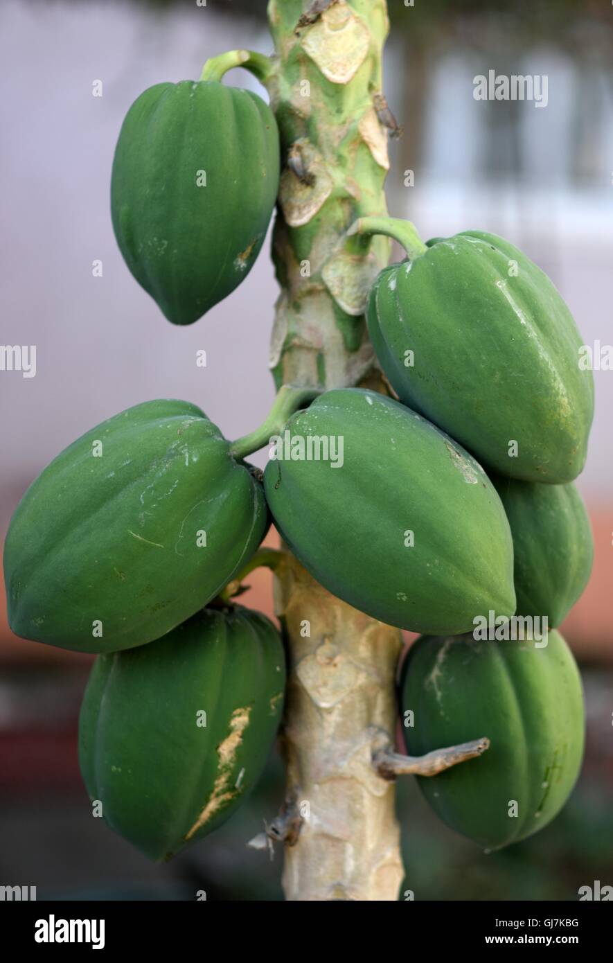 Unripe papaya hi-res stock photography and images - Alamy