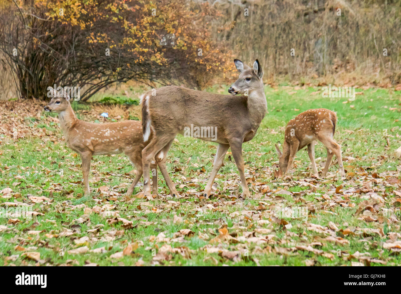 Whitetail Doe with Her Two Fawns  Photo by: Michael Seip Photography Stock Photo