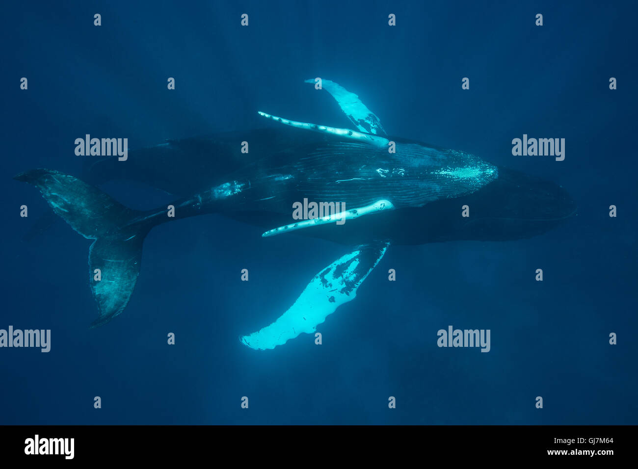 Blue whale calf top hi-res stock photography and images - Alamy