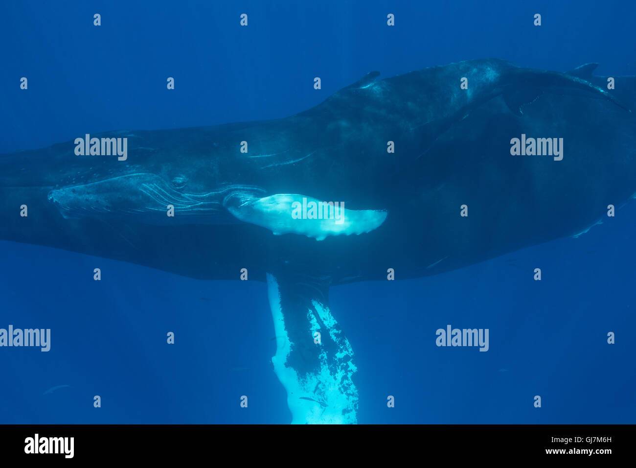 Whales mating hi-res stock photography and images - Alamy