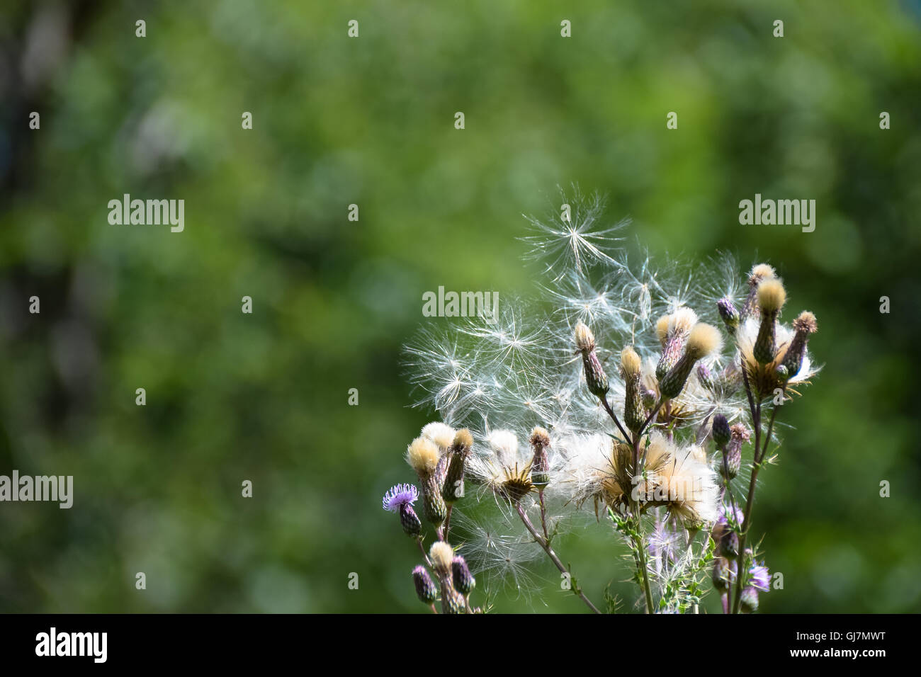 Creeping scotch Cotton Thistle seed heads ready to disperse Stock Photo