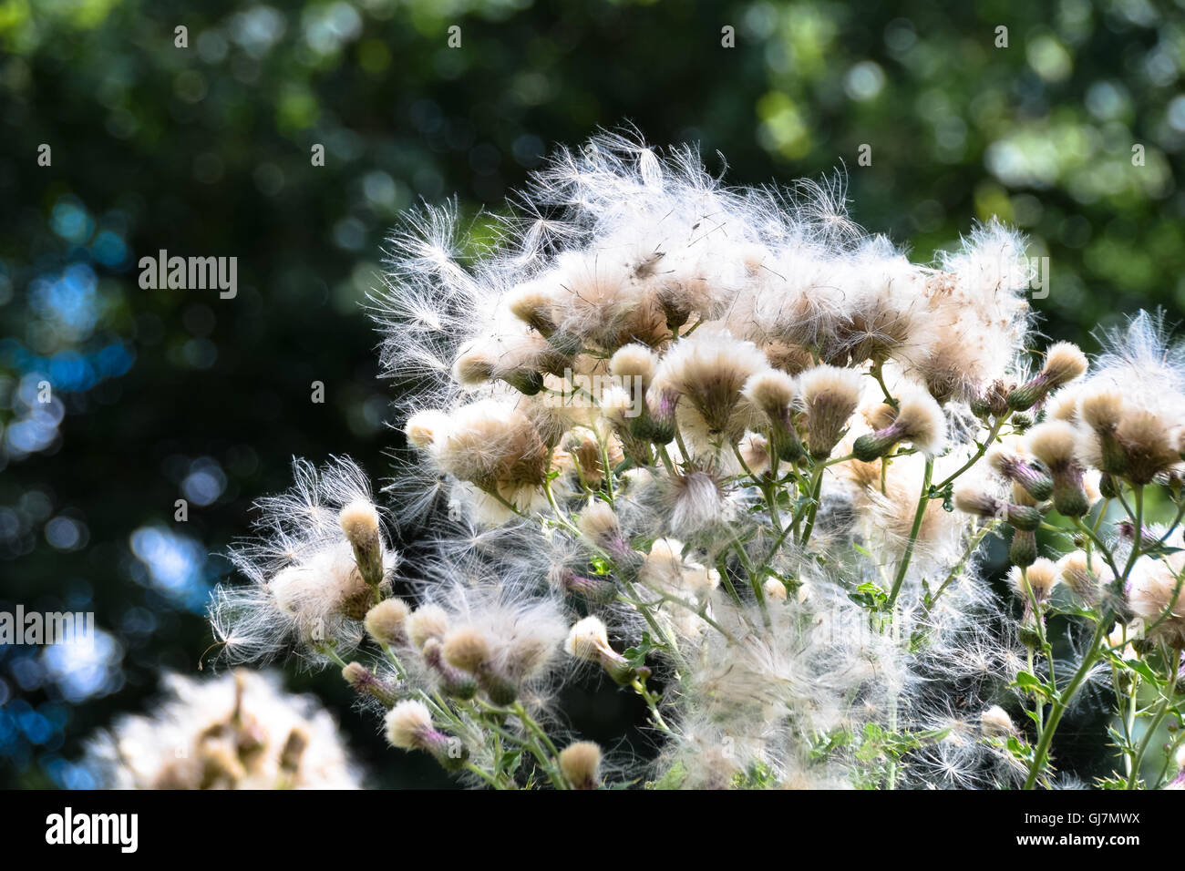 Scotch Cotton Thistle seed heads ready to disperse Stock Photo Alamy