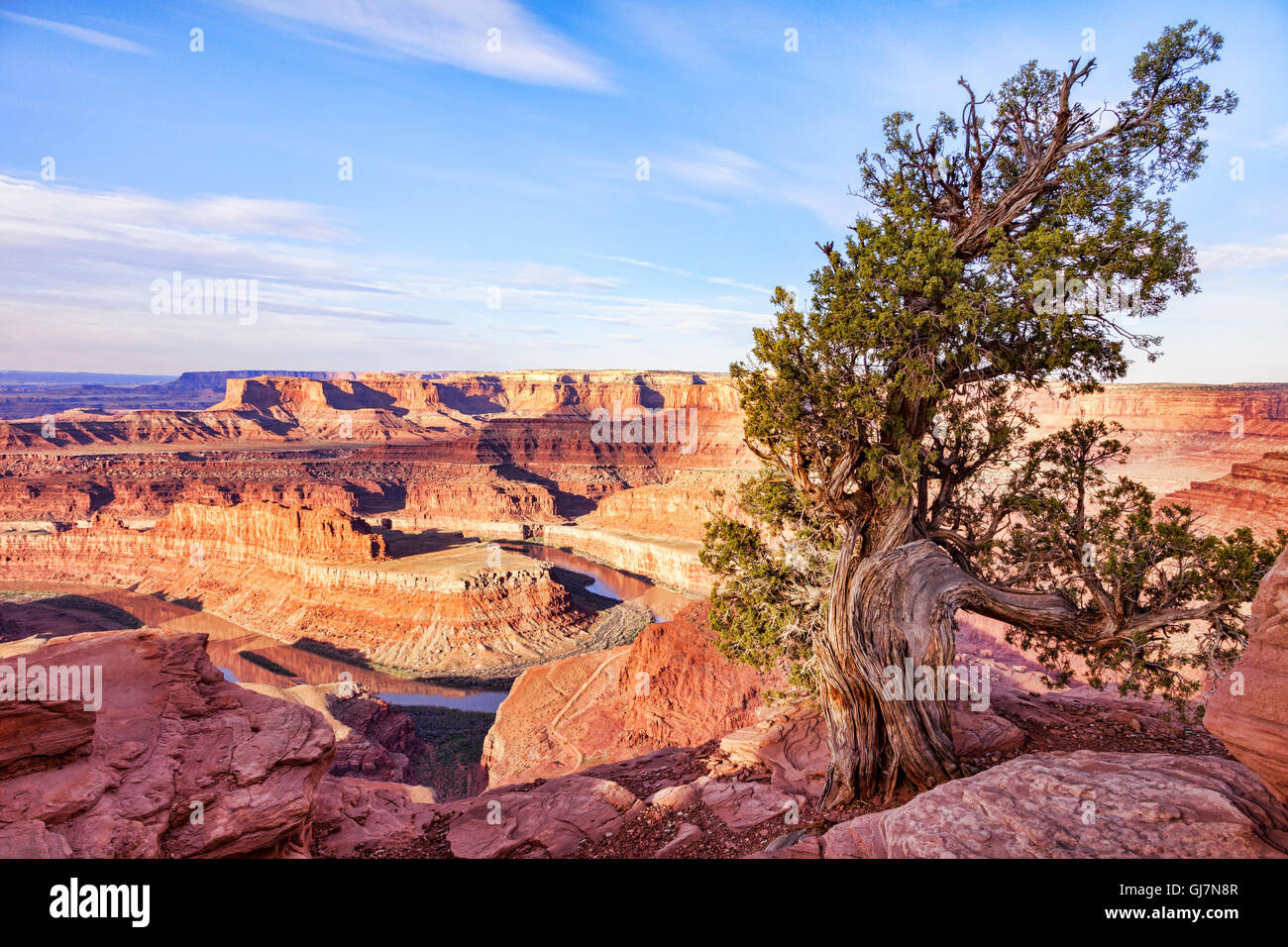 Juniper Tree at Dead Horse Point State Park Overlook, Utah, USA Stock Photo