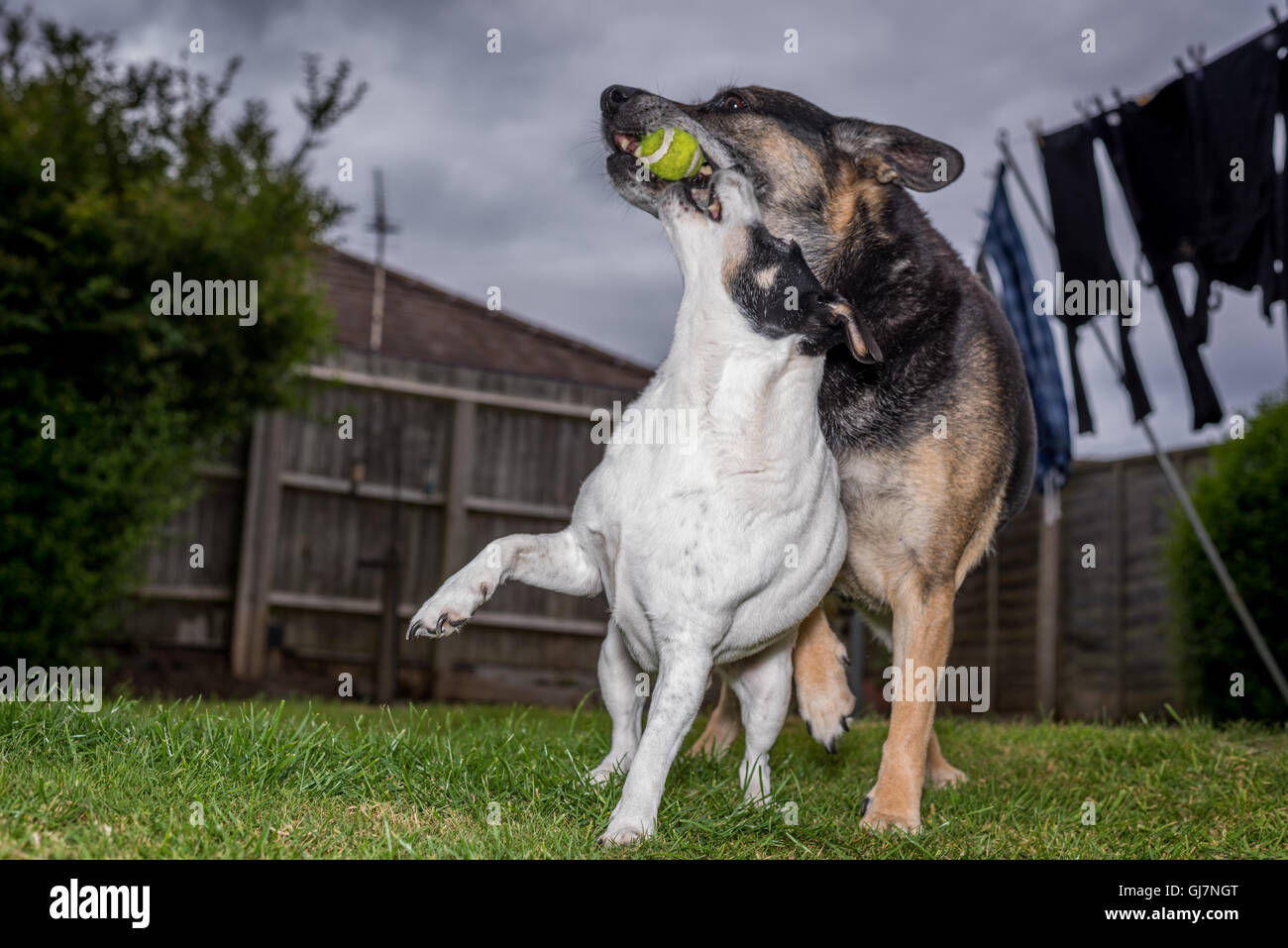 a Jack Russell playing ball in a garden with a german shepherd cross Stock Photo Alamy