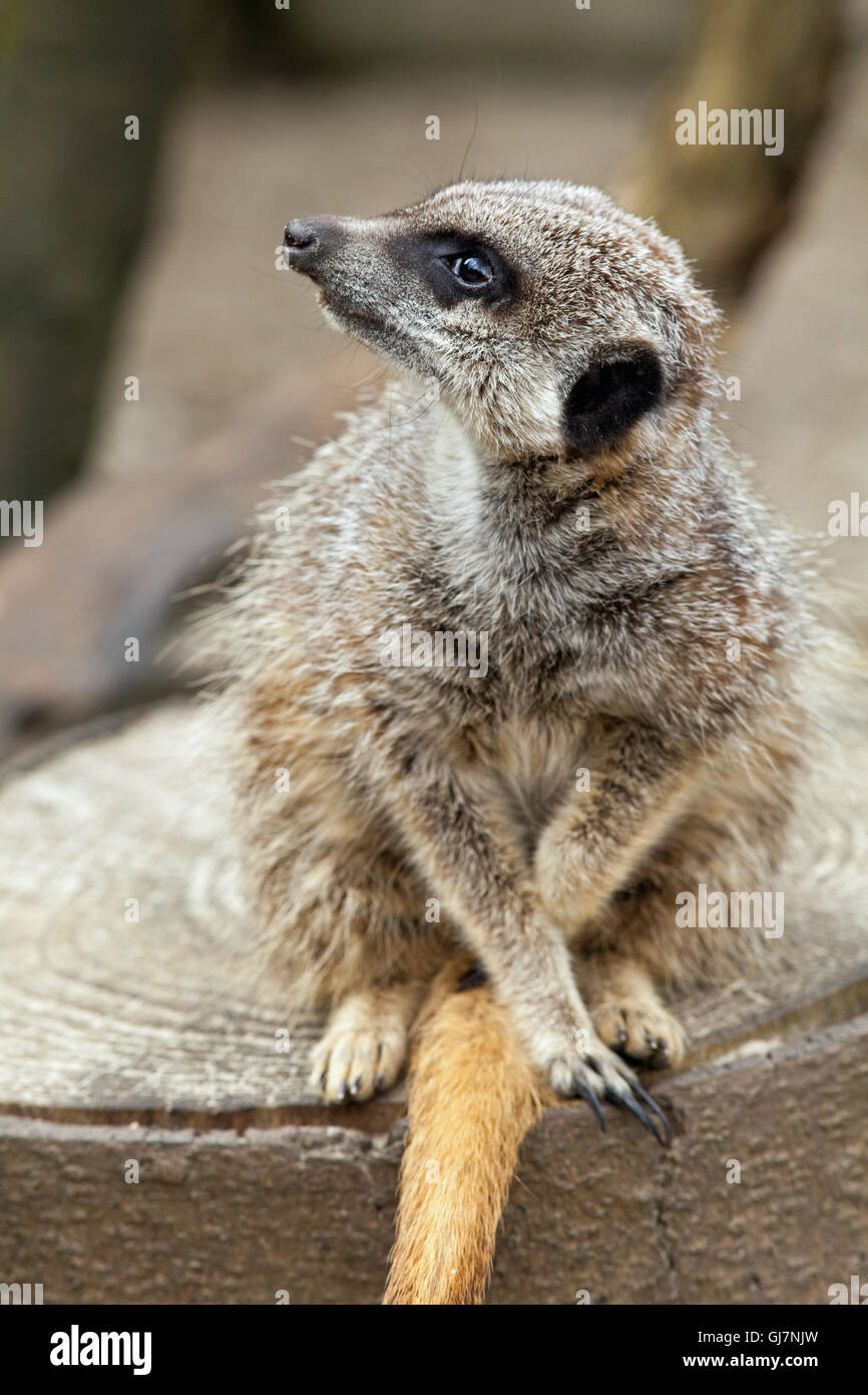 Meerkat or Suricate (Suricata suricatta). Stock Photo