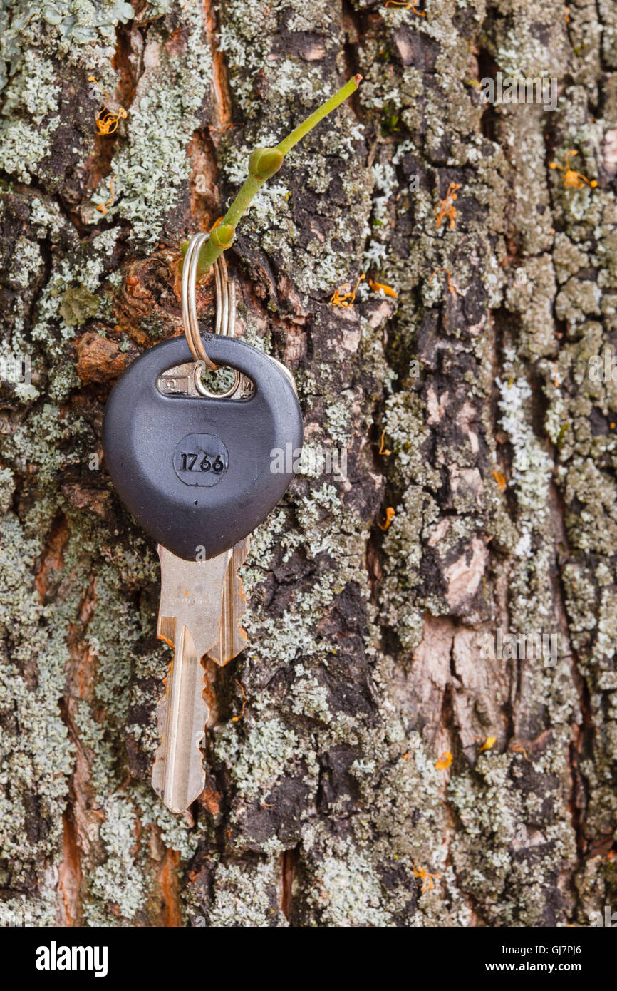 trunk, key, find Stock Photo Alamy
