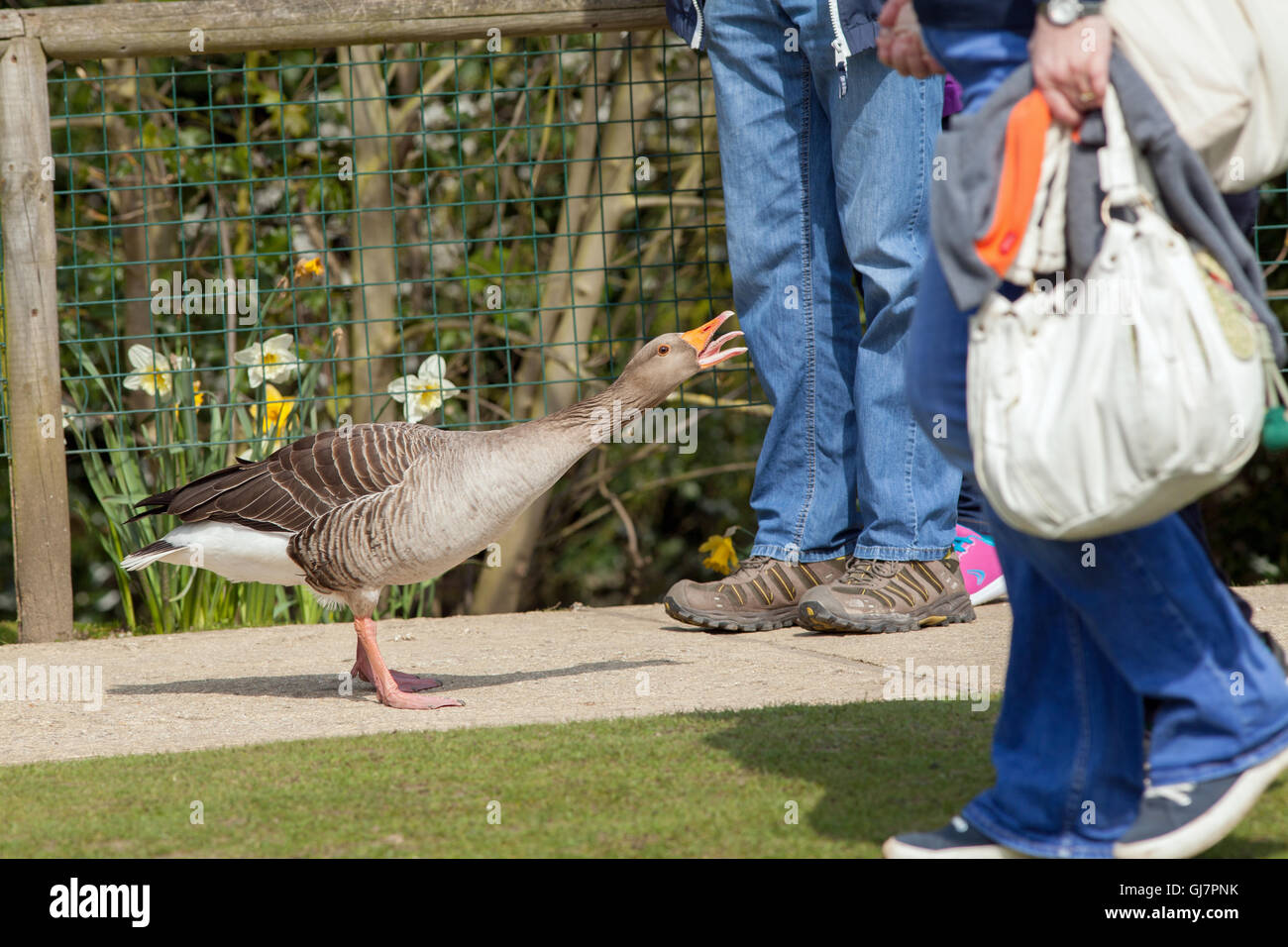 Greylag Goose (Anser anser). Gander accosting human visitors to Amazona Zoo, Cromer. People perceived as a threat. Stock Photo