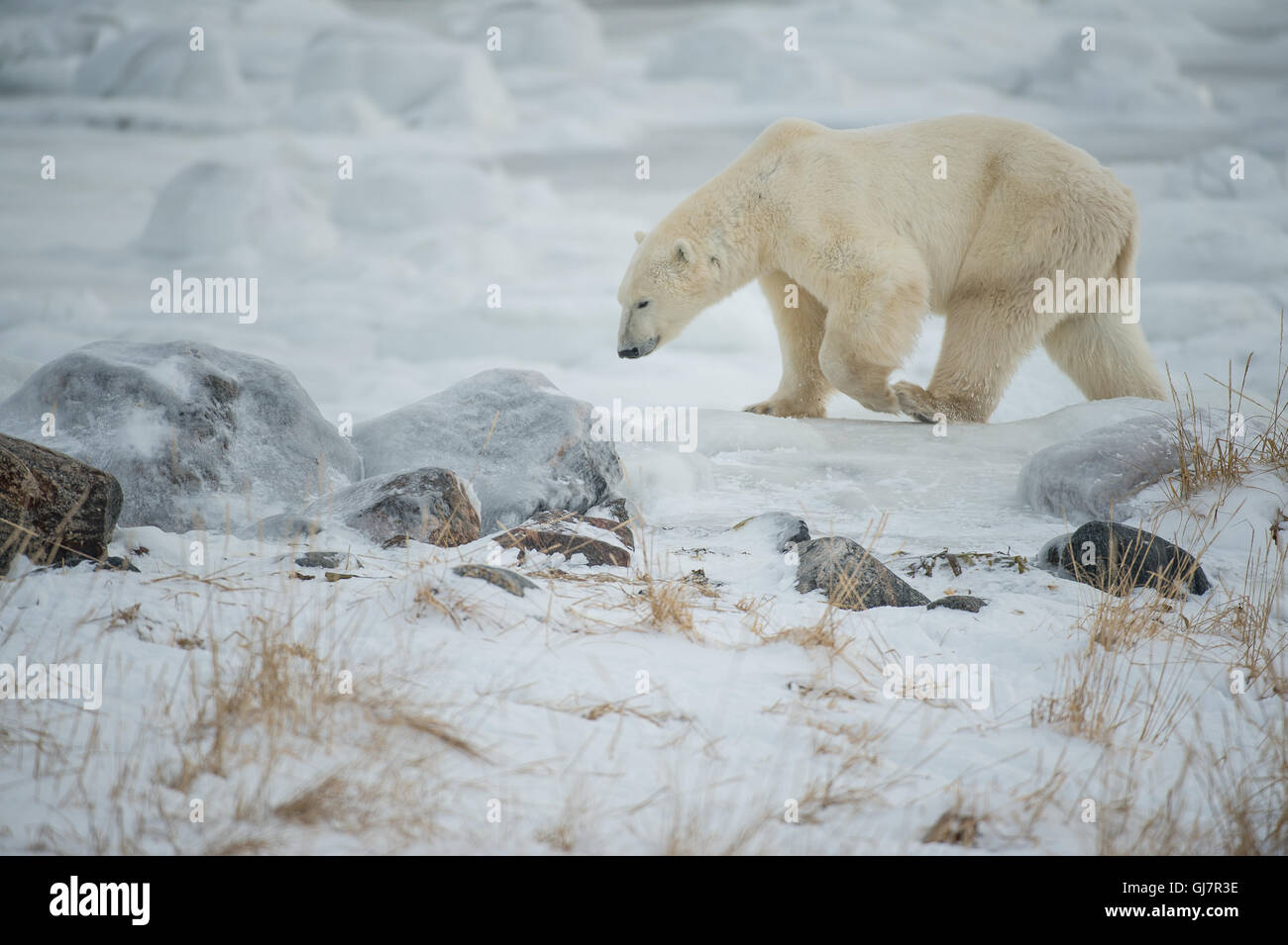 Polar Bear walking on tundra Stock Photo