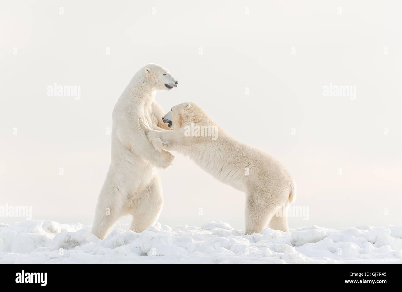 Two Male Polar Bears Sparring Stock Photo
