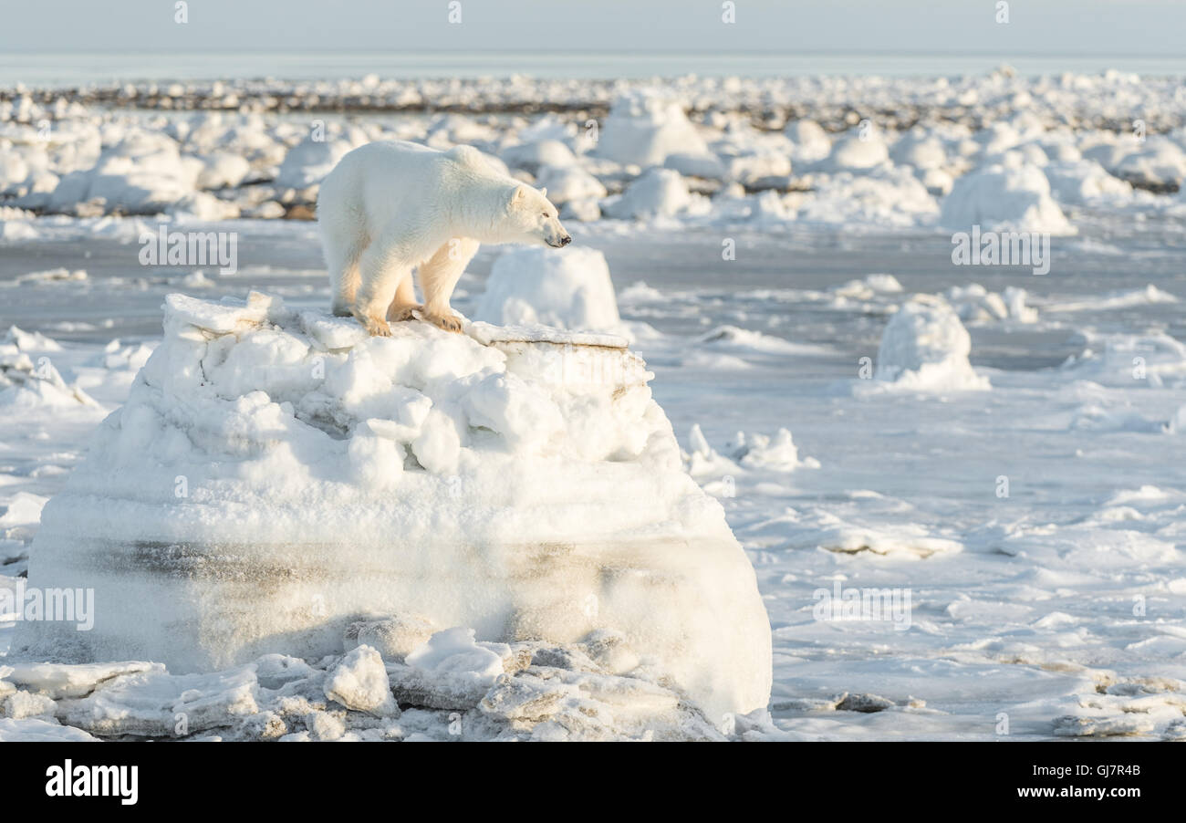 Polar Bear on top of an ice berg Stock Photo