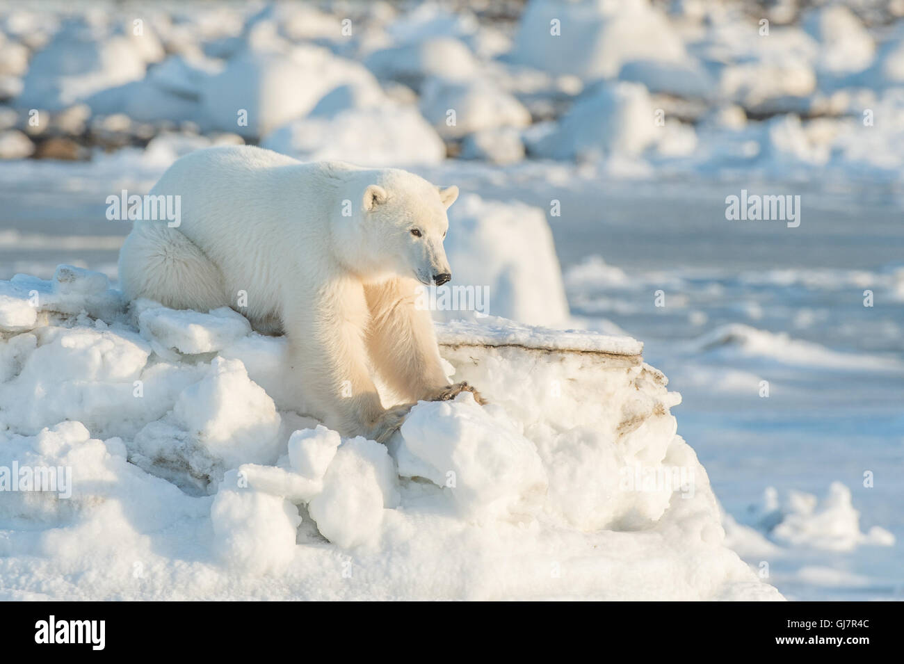 Polar Bear on ice berg Stock Photo