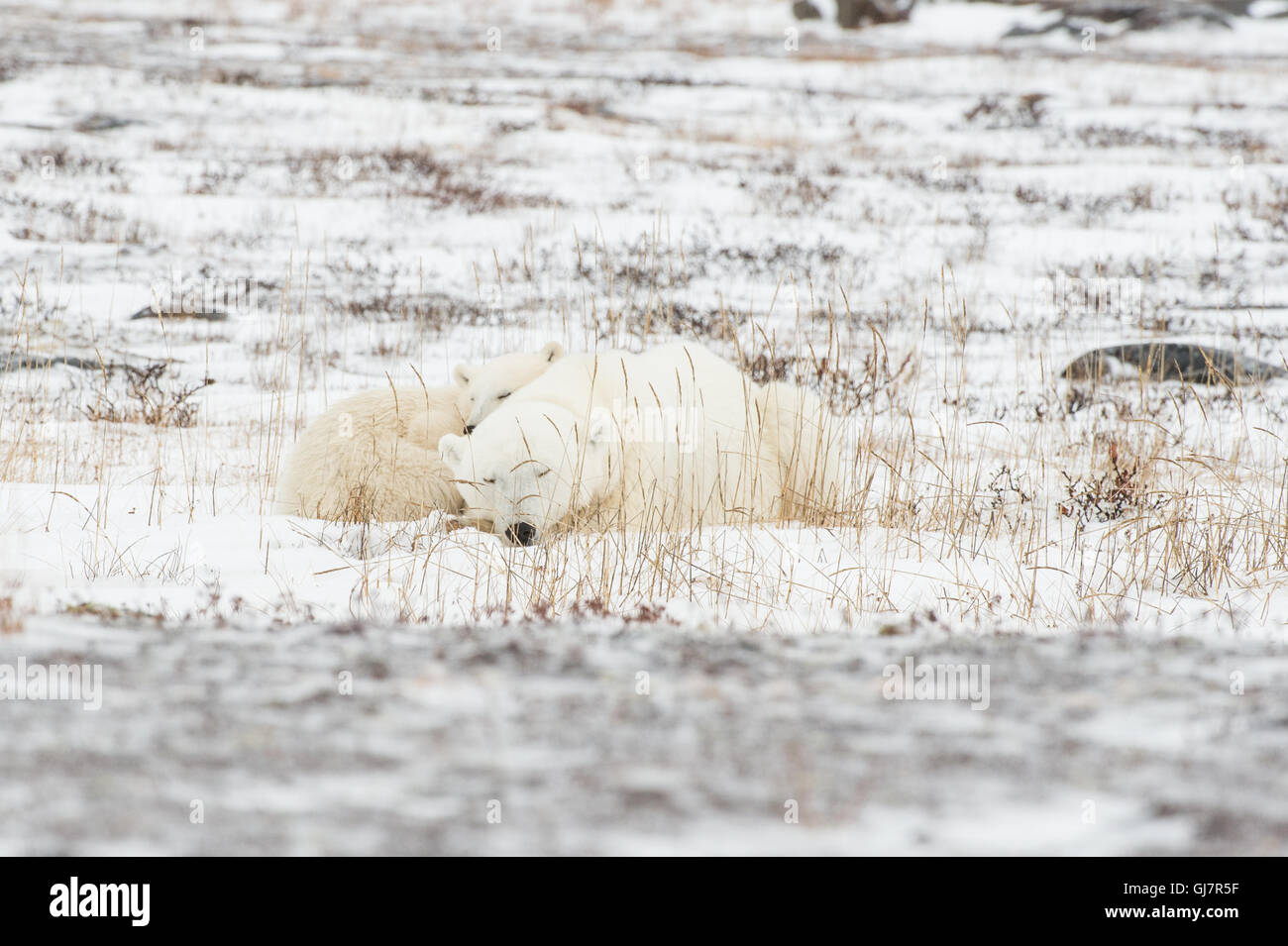 Mother Polar Bear with cub sleeping Stock Photo