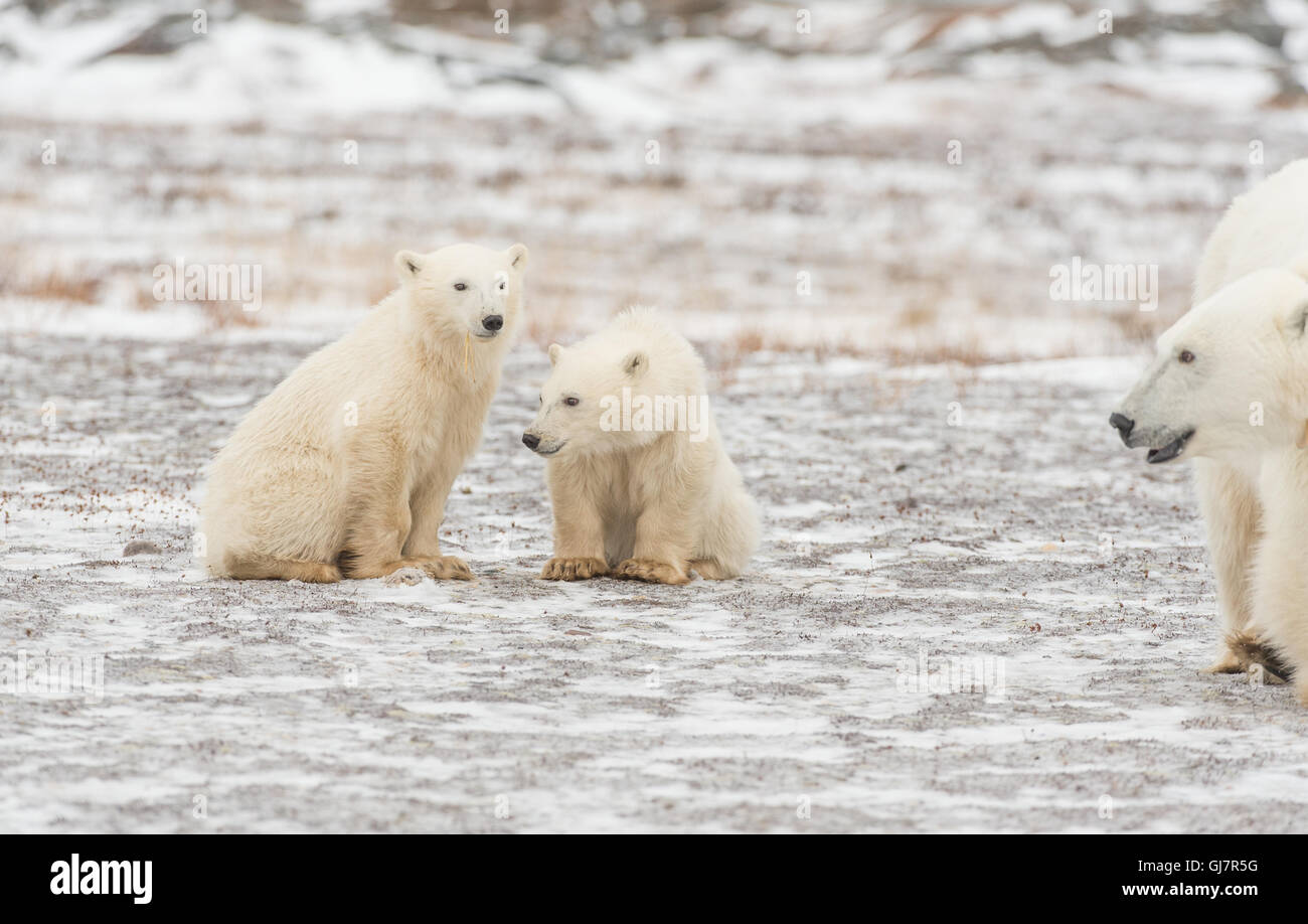 Two Polar Bear cubs with Mother Stock Photo