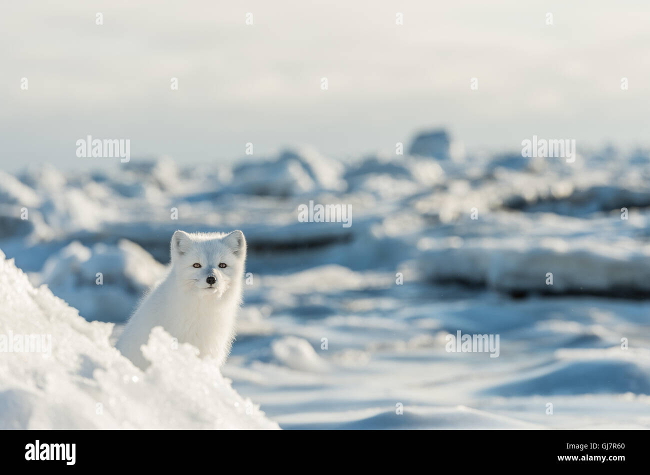 Arctic Fox peering around iceberg Stock Photo