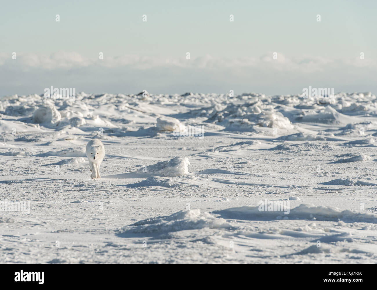Arctic Fox running across Tundra Stock Photo