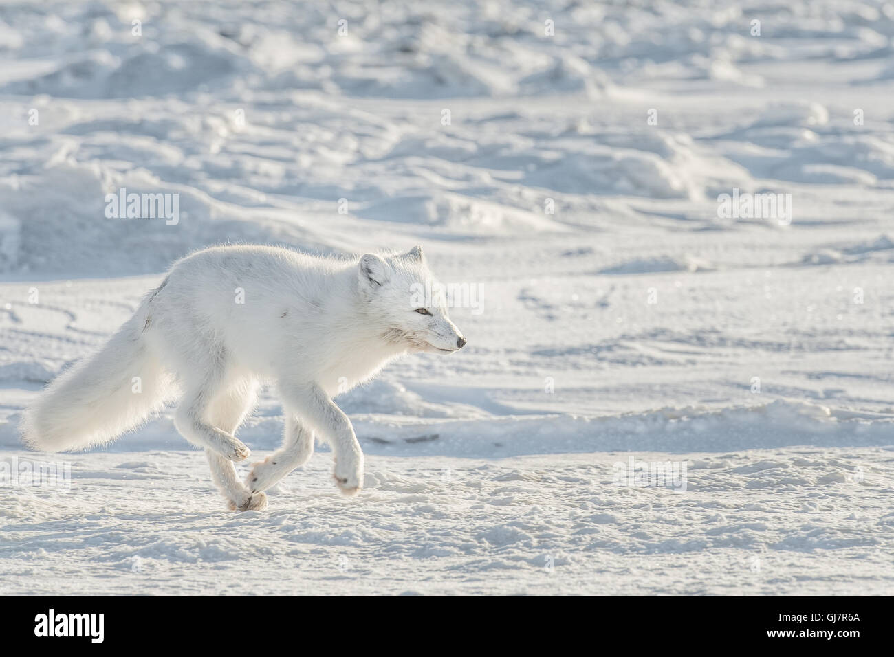 Arctic Fox - running Stock Photo