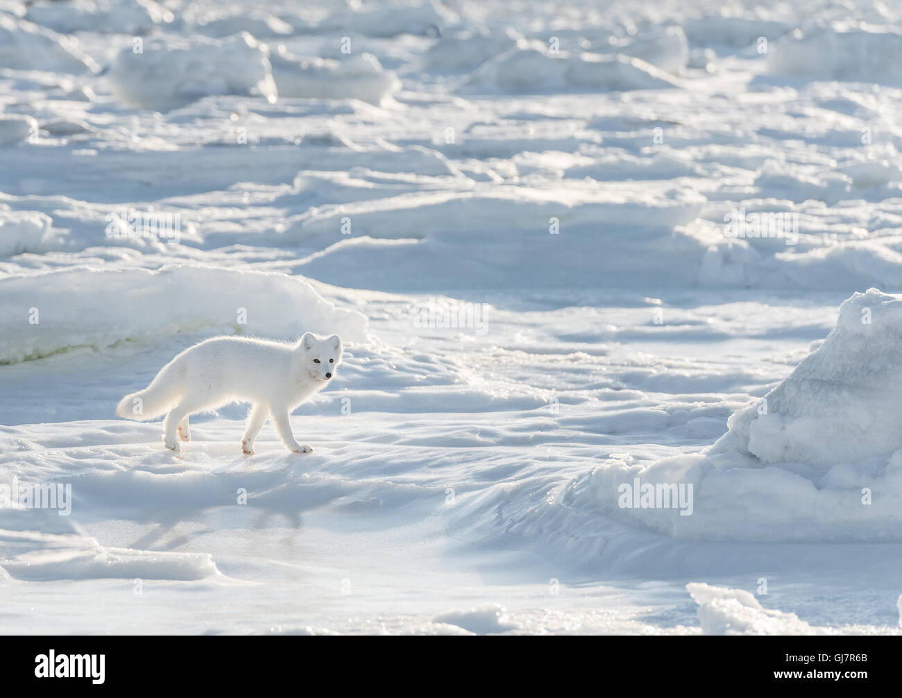 Arctic Fox Stock Photo