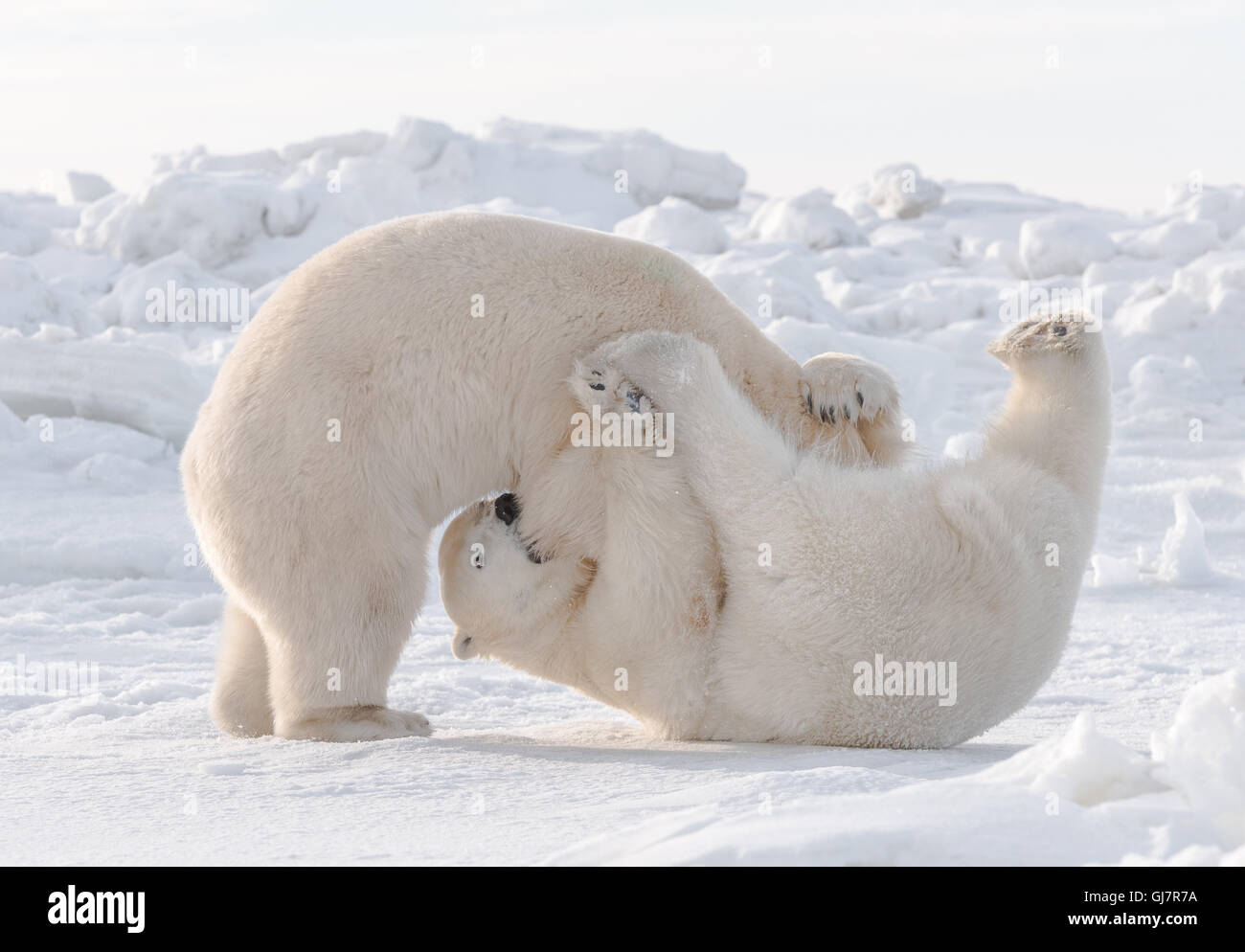 Two Male Polar Bears Sparring Stock Photo