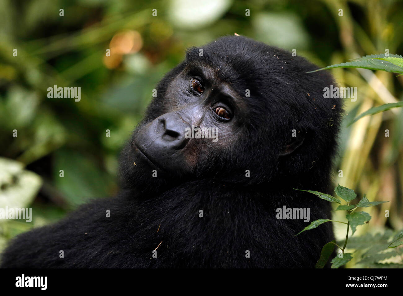 Mountain Gorilla (Gorilla beringei beringei) in Bwindi Impenetrable National Park, Uganda Stock Photo