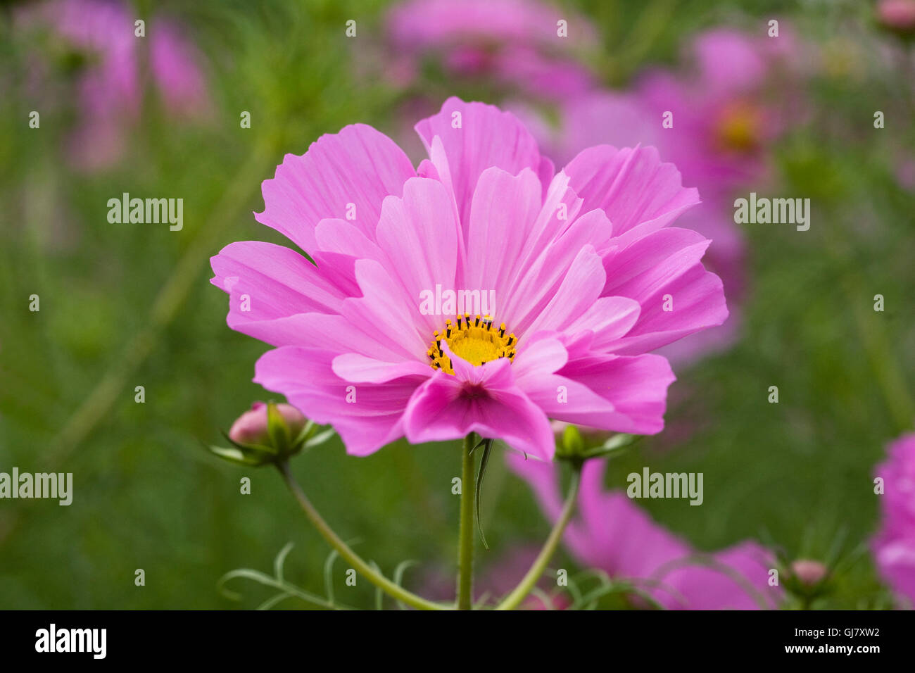 Cosmos bipinnatus 'Fizzy Pink' flowers. Stock Photo