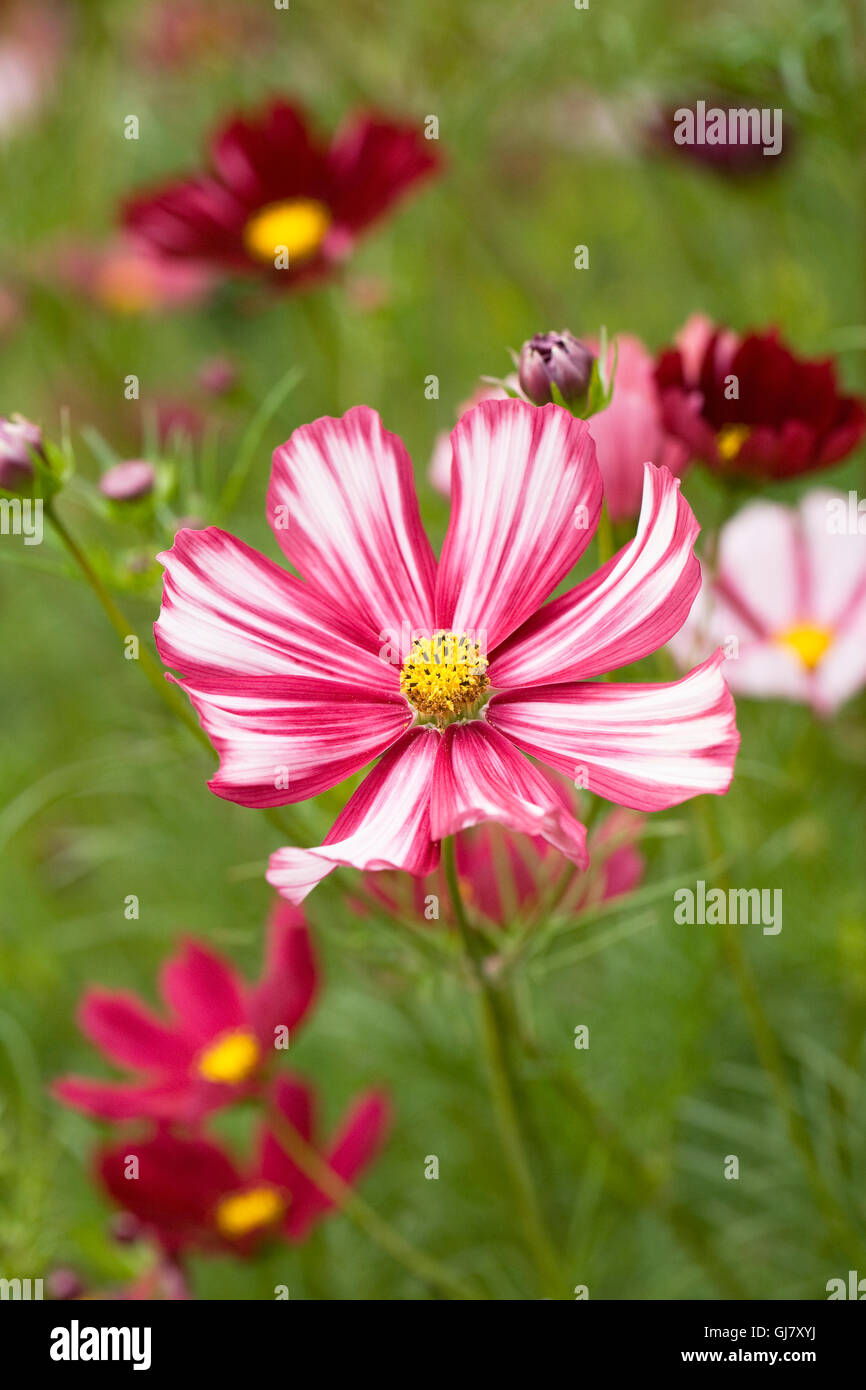 Cosmos bipinnatus Velouette flowers. Stock Photo