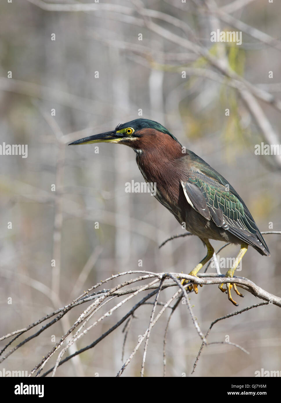 Green Heron perched on a tree branch-with its lovely jewel like iridescence against a muted gray-green pallet of cypress forest Stock Photo