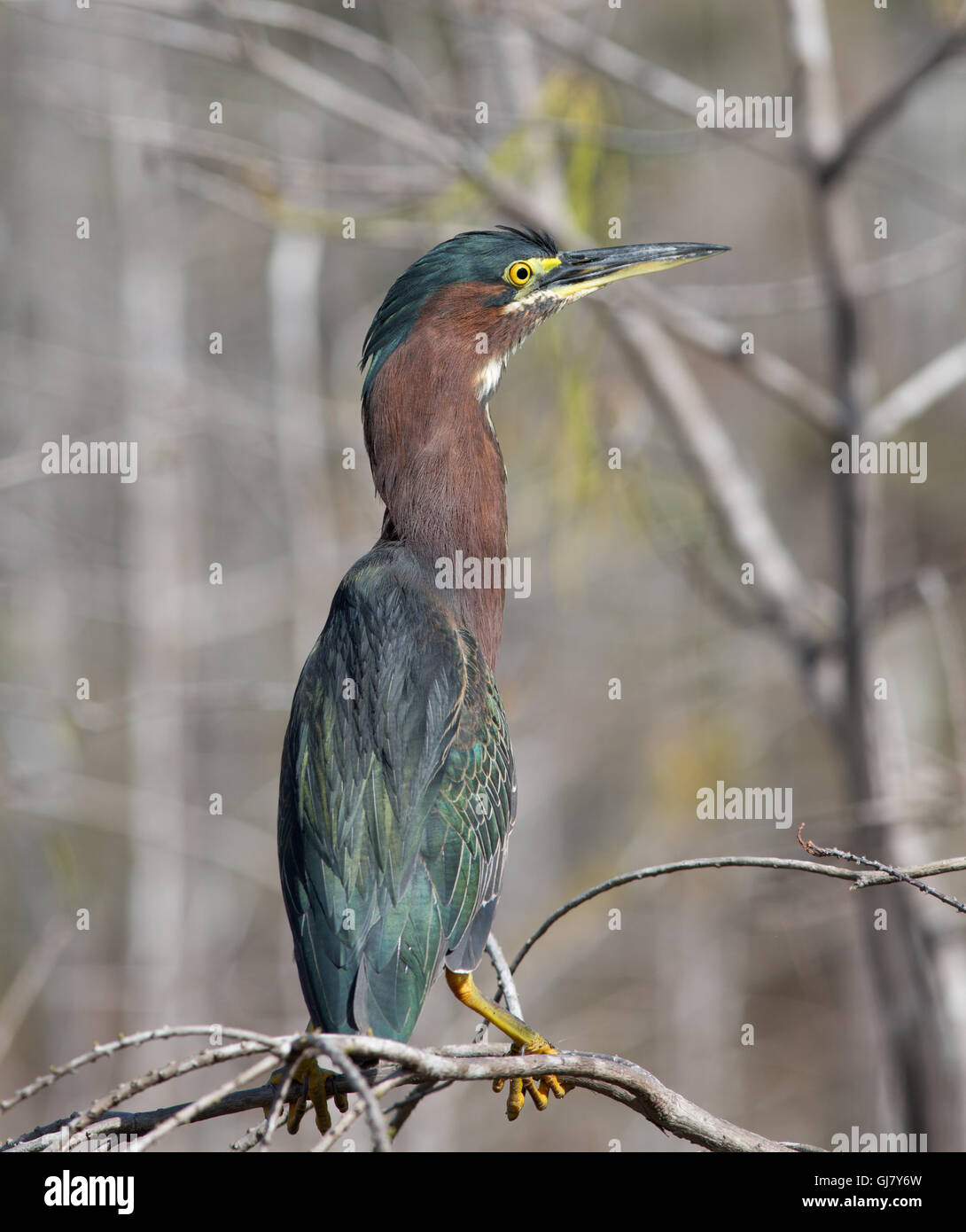 Green Heron perched on a branch of a cypress tree catches morning light revealing its lovely jewel like iridescence Stock Photo