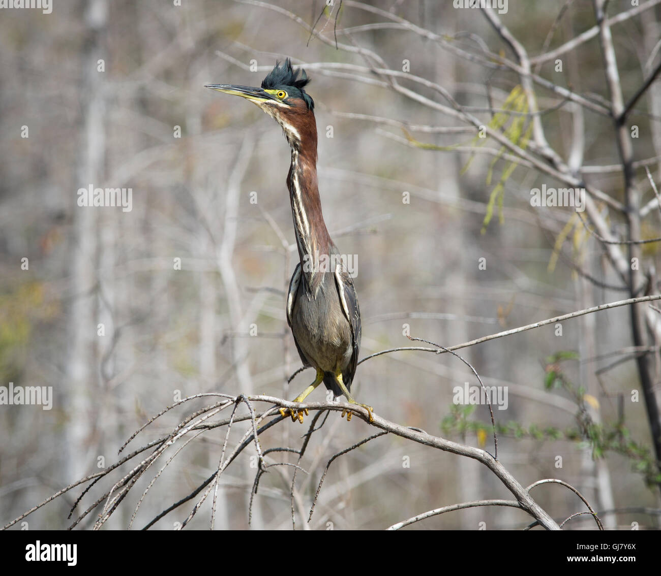 Green Heron perched on  cypress tree branch catches morning light revealing its lovely jewel like iridescence against muted gray Stock Photo