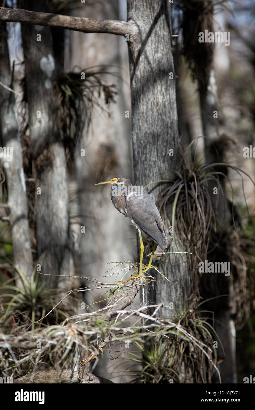 Louisiana Heron aka Tricolor Heron blends perfectly in the muted gray and moss green tones of the cypress forest. Stock Photo