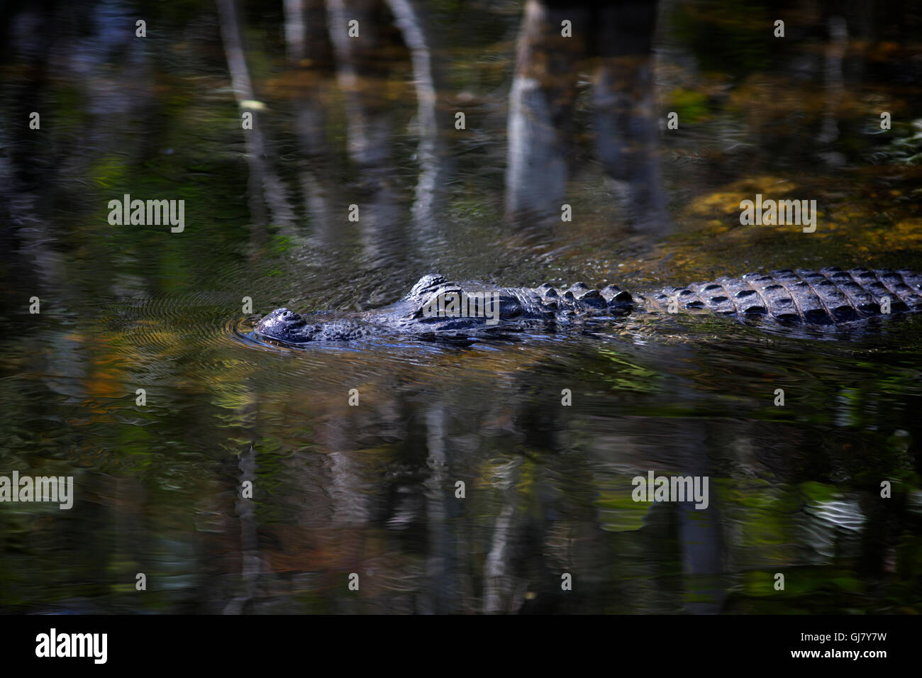 An American Alligator cruises through Big Cypress swamp amid earthy colors and reflections in a serene natural setting. Stock Photo