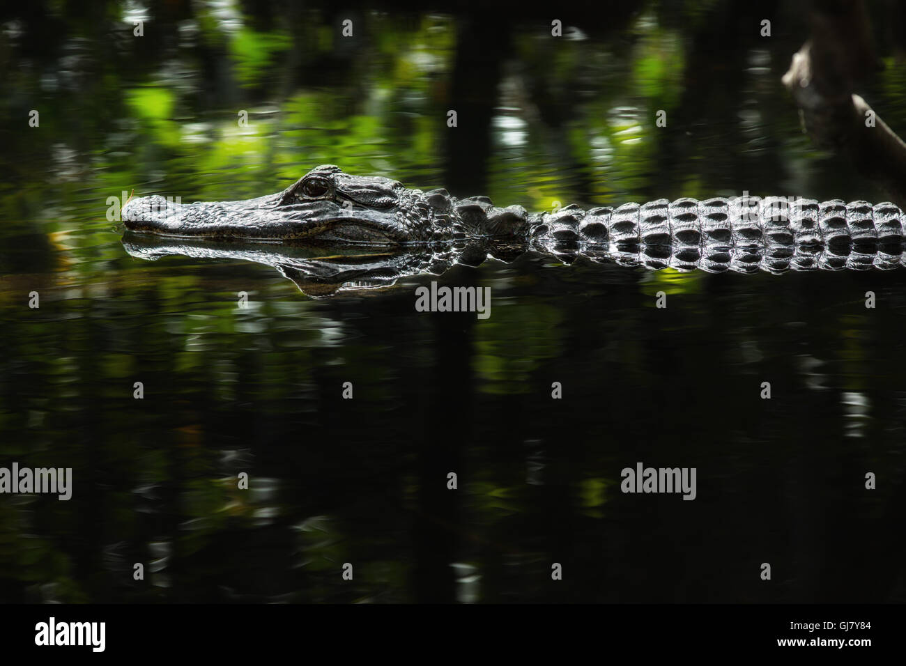 An American Alligator is reflected in swamp waters as harsh midday light streams in making the water a brilliant green. Stock Photo