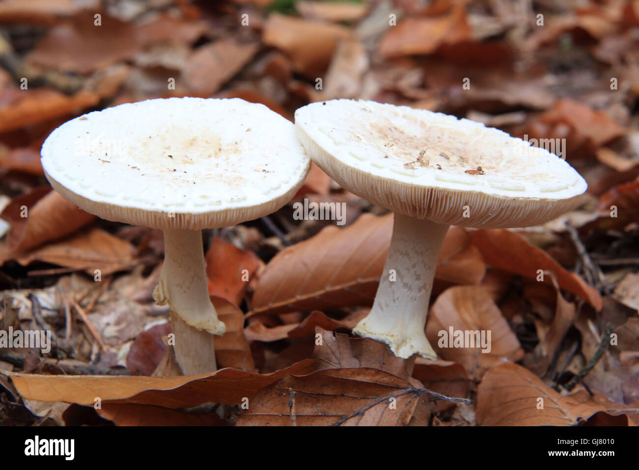 peppery milk-cap, Lactarius pargamenus Stock Photo