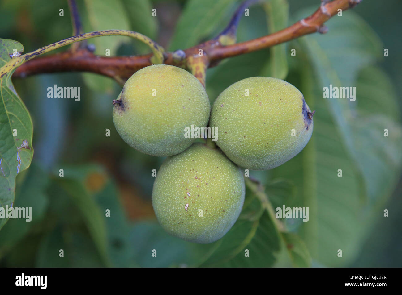 Walnut tree Stock Photo